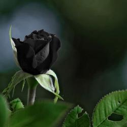 VampireVixen666